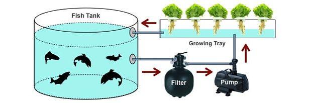 Biofilter Experiment Tutorial | the Urban Tech Farm project